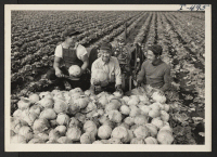 [recto] (From left to right): George Shoji, Joseph Sakamoto, and George Ike are shown examining a wagonload of cabbage. The three ...