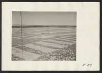[recto] Looking northwest over a section of the relocation center being prepared for construction. Former residence: Merced Assembly Center, Merced, California. ;  Photographer: Parker, Tom ;  Amache, Colorado.
