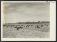 [recto] Amache farm cattle on one of the pastures. ;  Photographer: McClelland, Joe ;  Amache, Colorado.