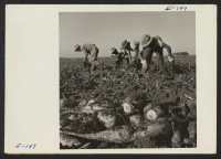 [recto] Former Los Angeles residents who volunteered to top beets in the fields of Colorado work down two rows on a farm in Johnstown, Colorado. ;  Photographer: Parker, Tom ;  Johnstown, Colorado.