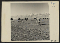 [recto] Manzanar, Calif.--Evacuees of Japanese ancestry are growing flourishing truck crops for their own use in their hobby gardens. These crops are grown in plots 10 x 50 feet between blocks of barracks at this War Relocation Authority center. ;  Photographer