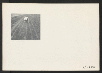[recto] Weeding celery field on industrialized ranch in the Delta region, prior to evacuation. Farmers and other evacuees will be given opportunities to follow their callings at War Relocation Authority centers where they will spend the duration. ;  Photographe