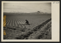 [recto] Land cleared of sagebrush last fall and corrugated against wind erosion. Assistant Farm Superintendent, Eiichi Sakauye, checking the moisture for early spring crop planting. ;  Photographer: Iwasaki, Hikaru ;  Heart Mountain, Wyoming.