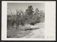 [recto] A 70 acre fruit ranch formerly operated by M. Miyamoto. This ranch raised principally plums, peaches and pears. ;  Photographer: Stewart, Francis ;  Penryn, California.