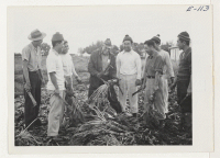 [recto] Montana beet farmer, Spencer, gives these young evacuees of Japanese ancestry, who have volunteered for farm work, instructions in the ...