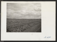 [recto] View of wild geese on farm. These geese, which are protected by game laws, cause hundreds of dollars of damage to the crops. ;  Photographer: Stewart, Francis ;  Newell, California.
