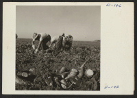[recto] Former Los Angeles residents who have volunteered to help save the sugar beet crop in Colorado are here pulling a row of beets for topping in a field in Milliken, Colorado. ;  Photographer: Parker, Tom ;  Milliken, Colorado.