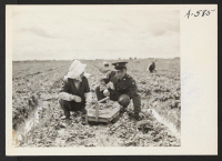 [recto] A soldier and his mother at a strawberry field. The soldier, age 23, volunteered July 10, 1941, and is stationed ...