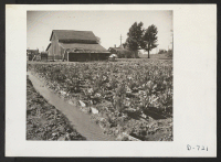 [recto] A 10-acre truck crop ranch at Compton, California, formerly farmed by Japanese, now being run by B. G. Moriset. ;  Photographer: Stewart, Francis ;  Compton, California.