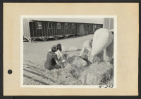 [recto] Poston, Ariz.-- (Site No. 1) Filling straw ticks for mattresses upon arrival at this War Relocation Authority center for evacuees of Japanese ancestry. ;  Photographer: Clark, Fred ;  Poston, Arizona.