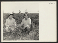 [recto] Robert Utsumi, and his uncle, Yasuto Kato, Warm Springs vegetable growers, are shown here inspecting tomato plants on the Kato ...
