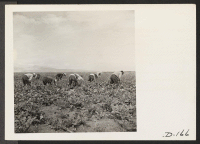 [recto] Harvesting turnips. ;  Photographer: Stewart, Francis ;  Newell, California.