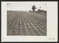 [recto] A 10-acre truck crop ranch at Compton, California, formerly farmed by Japanese, now being run by B. G. Moriset. ;  Photographer: Stewart, Francis ;  Compton, California.