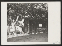[recto] Farm owned and formerly operated by Saburo Yonehiro. 46 acres in fruit--peaches, pears and plums. ;  Photographer: Stewart, Francis ;  Loomis, California.