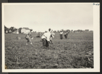 [recto] Five Issei asparagus cutters on seasonal leave from Rohwer Relocation Center in Arkansas are shown at work in the fields ...