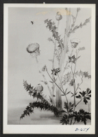 [recto] Thistle and Columbine. Honorable mention was made by this entry in an art exhibit recently held at Cambridge, Massachusetts, under the sponsorship of the Friends Meeting. ($15) ARTIST: Kango Takemura, Manzanar Relocation Center, Manzanar, California. ;