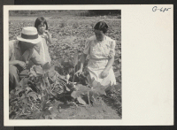 [recto] Mr. and Mrs. Harumi Yamasaki, from Granada Relocation Center and their grand-daughter, Pat Kiyoi, examining ripening squash on the Edward ...