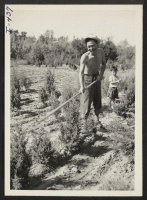 [recto] Mr. Kumazo Ambo, Issei, is shown at work in the San Rae Gardens at Dayton, Ohio. Mr. Ambo is formerly ...