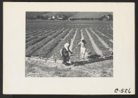 [recto] Near Mission San Jose, Calif.--Family of Japanese ancestry laboring in their strawberry field at opening of harvest season. Note the ...