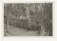 [recto] Typical barracks for bachelors in the temporary housing project at Camp Funston, near Ocean Park in San Francisco, California. ;  Photographer: Parker, Tom ;  San Francisco, California.