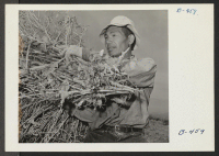 [recto] U. Shine, former vineyard farmer from Kingsburg, California, is shown here loading Nappa plants, which will be threshed for seed. ;  Photographer: Stewart, Francis ;  Rivers, Arizona.