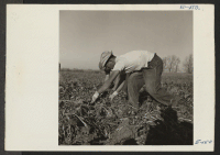 [recto] Before sugar beets can be topped they must be pulled and laid in rows for topping. Here Asao Philip Nakaoka, former Los Angeles resident who volunteered from Poston Relocation Center, pulls a row of sugar beets. ;  Photographer: Parker, Tom ;  Millike
