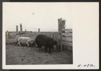 [recto] Two of the many hogs at the temporary hog farm at this center. ;  Photographer: Stewart, Francis ;  Newell, California.