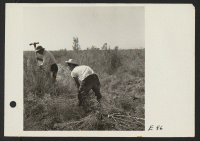[recto] Volunteer farm workers swing grubbing axes in clearing the farm land at the Topaz Relocation Center. ;  Photographer: Parker, Tom ;  Topaz, Utah.