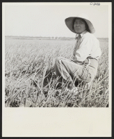[recto] Weeding garlic field in Santa Clara County, prior to evacuation. Farmers and other evacuees of Japanese ancestry will be given opportunities to follow their callings in War Relocation Authority centers where they will spend the duration. ;  Mountain Vie