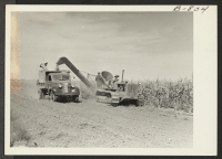 [recto] Cutting corn on the Amache farm. ;  Photographer: McClelland, Joe ;  Amache, Colorado.