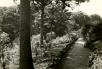 [path and trees]