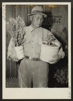 [recto] Walter T. Watanabe, rubber project foreman, examines two specimens of guayule, rubber-bearing desert shrub, in various stages of growth. In ...