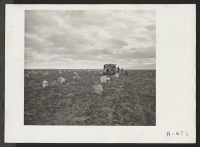 [recto] Crew harvesting potatoes. ;  Photographer: Stewart, Francis ;  Newell, California.