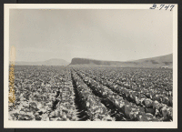 [recto] A field of cabbage on the Tule Lake center farm. ;  Photographer: Bigelow, John ;  Newell, California.