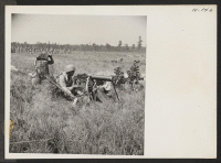 [recto] A typical machine gun setup during practice firing on the Camp Shelby range. Two men man the gun while a ...