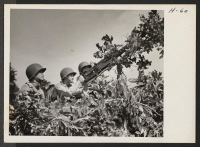 [recto] Bushes That Bite. Members of a mechanized anti-aircraft unit practice sighting from the camouflaged truck on which the gun is ...