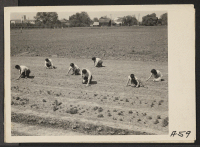 [recto] Prior to evacuation, members of the Shibuya family seeding a field on ranch which they own. Evacuees will be housed in War Relocation Authority centers for the duration. ;  Photographer: Lange, Dorothea ;  Mountain View, California.