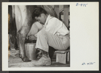 [recto] George Takemoto, former resident of Ventura County, California, now evacuee instructor at the dairy farm school, is shown milking a ...