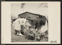 [recto] In a final harvest prior to evacuation, mother and daughter wash white radishes on a 20-acre farm in Santa Clara County, California. Evacuees of Japanese ancestry will be housed in War Relocation Authority centers for the duration. ;  Photographer: Lang