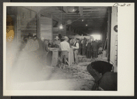 [recto] A view showing evacuee farmers cutting seed potatoes in the cutting house at this War Relocation Authority center. ;  Photographer: Stewart, Francis ;  Newell, California.