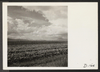 [recto] A view of the farm at this relocation center, showing the tremendous acreage and crops grown by evacuee workers. ;  Photographer: Stewart, Francis ;  Newell, California.