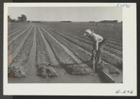 [recto] Irrigating thinned lettuce on the project farm. (K. Ito [?]) ;  Photographer: McClelland, Joe ;  Amache, Colorado.