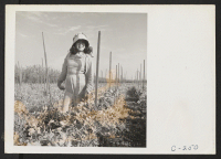 [recto] Stringing poles in a bean field in Santa Clara County. Farmers and other evacuees will be given opportunities to follow their callings at War Relocation Authority centers where they will spend the duration. ;  Photographer: Lange, Dorothea ;  Sunnyval