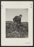[recto] Evacuee who volunteered for beet topping from the Granada Relocation Center. ;  Photographer: Parker, Tom ;  Keensburg, Colorado.
