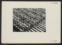 [recto] Manzanar, Calif.--In the lathe house of the guayule rubber experiment project at this War Relocation Authority center. These seedlings were transplanted on May 8. ;  Photographer: Lange, Dorothea ;  Manzanar, California.
