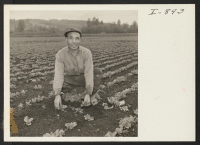 [recto] K. Funai was the first old timer to return to his farm near Woodenville, Washington. He was at the Minidoka ...