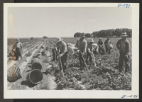 [recto] Harvesting the first spinach from the project farm. ;  Photographer: McClelland, Joe ;  Amache, Colorado.