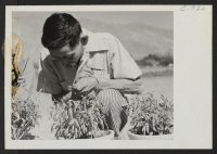 [recto] George J. Yokomizo, hybridizer for the guayule rubber experiment project. ;  Photographer: Lange, Dorothea ;  Manzanar, California.