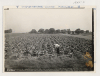 [recto] Farmer tending cauliflower in his 1.5 acre market garden. (Extension Service, U.S. Department of Agriculture) ;  Photographer: Ackerman, G. W. ;  Middlesex County, Connecticut.