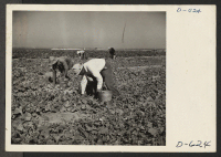 [recto] Evacuee farmers harvesting cucumbers at this relocation center. ;  Photographer: Stewart, Francis ;  Rivers, Arizona.